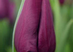 Tulipa Purple Eye (4)